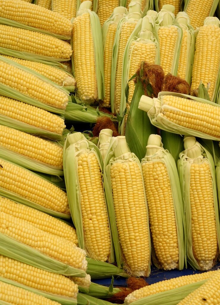 corn, corn on the cob, vegetables, food, corn on the cob hair, vegetable corn, beautiful wallpaper, popcorn, corn kernels, nature, yummy, corn hair, background, iphone wallpaper