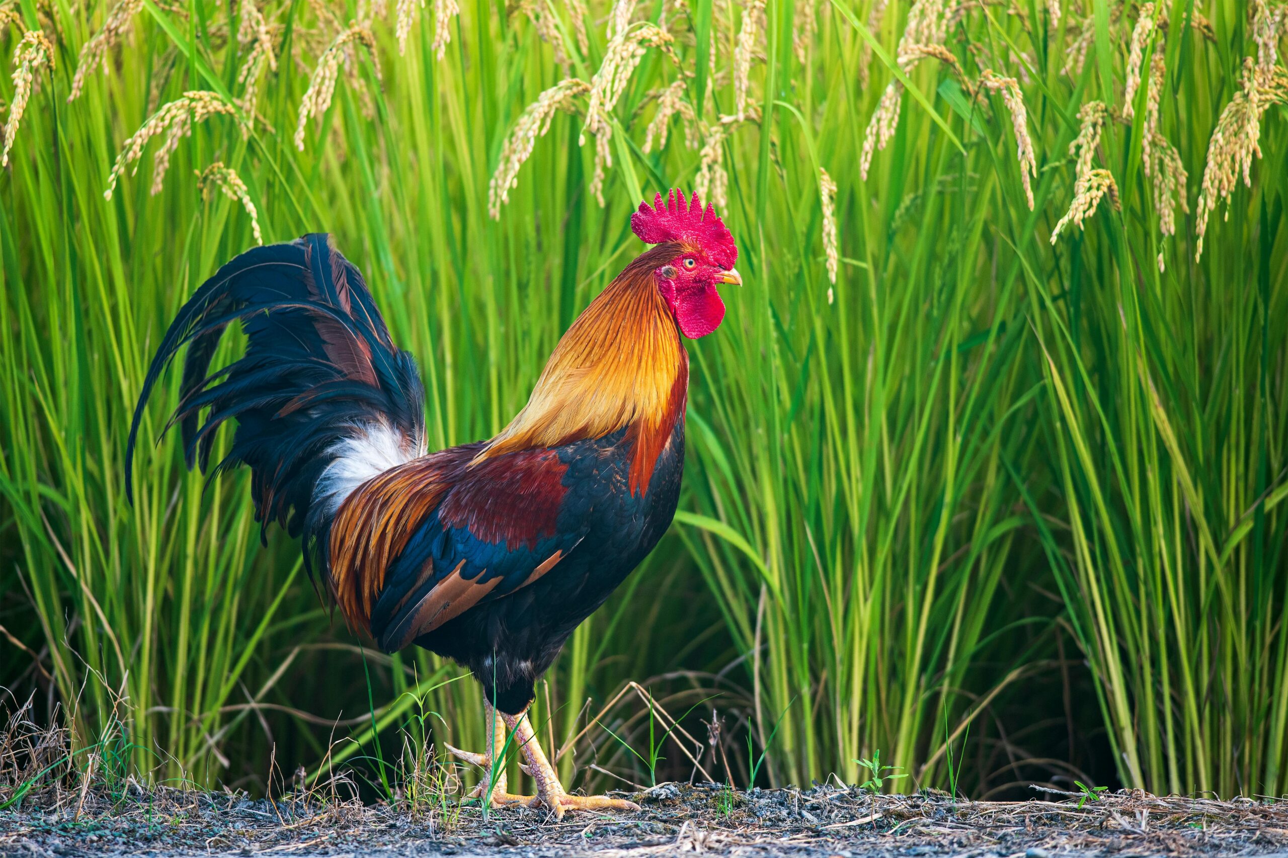 A colorful rooster standing in a lush green rice field in Taiwan, showcasing its striking plumage and natural beauty.
